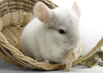 Chinchillas als Haustier - Alles über die artgerechte Chinchillahaltung