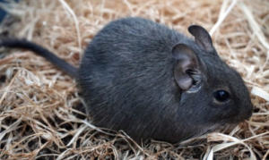 Degu als Haustier - Artgerechte Deguhaltung: Degukäfig, Degufutter etc