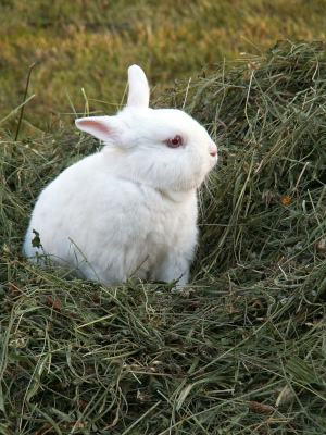 Kaninchen im Heu