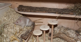 Hamster Einstreu - Welche eignet sich für den Hamsterkäfig
