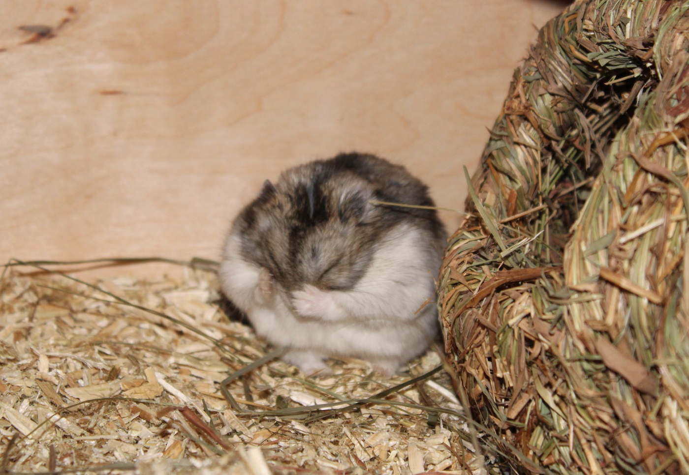 Dsungarischer Zwerghamster: Haltung, Ernährung und Lebenserwartung - Hamster Kurzsichtig