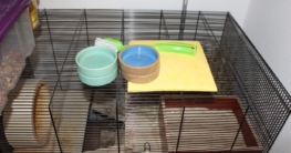 Hamsterkäfig reinigen - So macht man es sich einfach