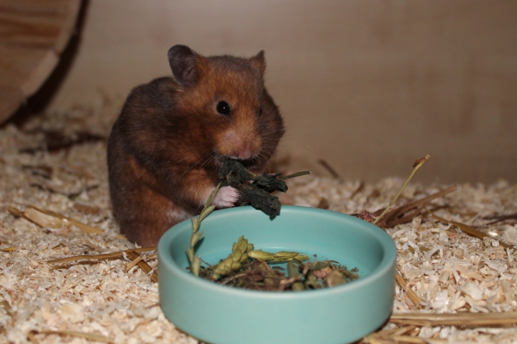 Lebenserwartung Hamster: Wie alt werden Hamster? Alter nach Arten! - Kraeuter Fuer Hohes Alter 1024x681