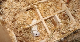 Mehrkammernhaus im Hamsterkäfig