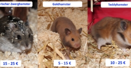Wie viel kostet ein Hamster? Monatliche und einmalige Kosten